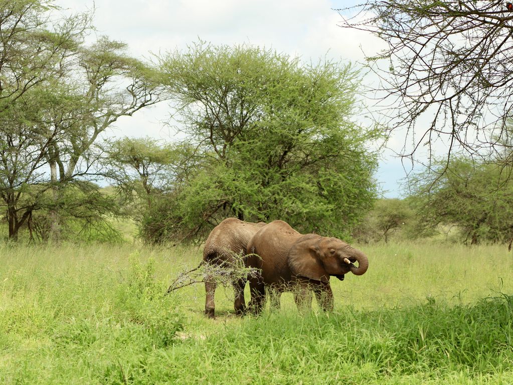 Jonge olifanten